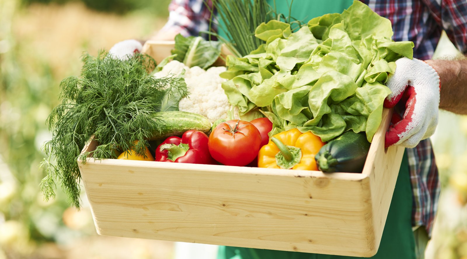 comida natural categing